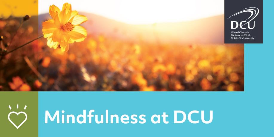 Mindfulness at DCU text with an image of daffadoils in the sunshite