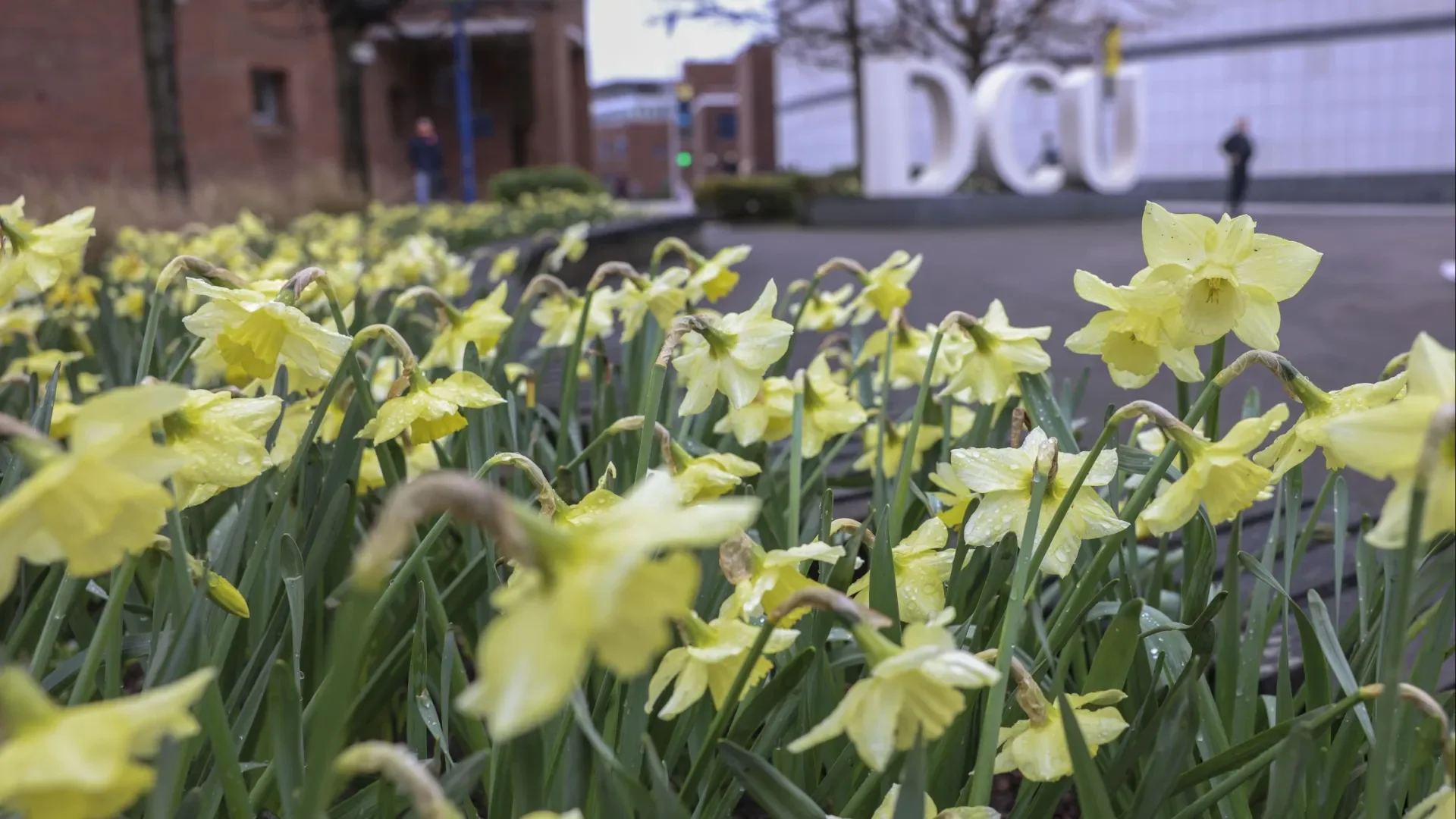 Dublin City University has improved its scores for environmental research and sustainability in the global QS Sustainability 2025 rankings