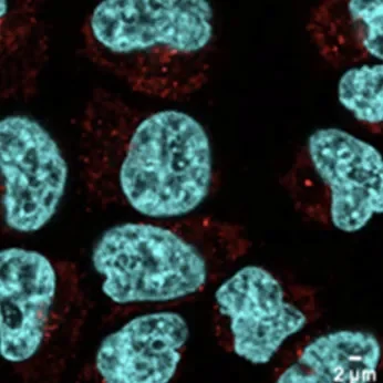 Cells