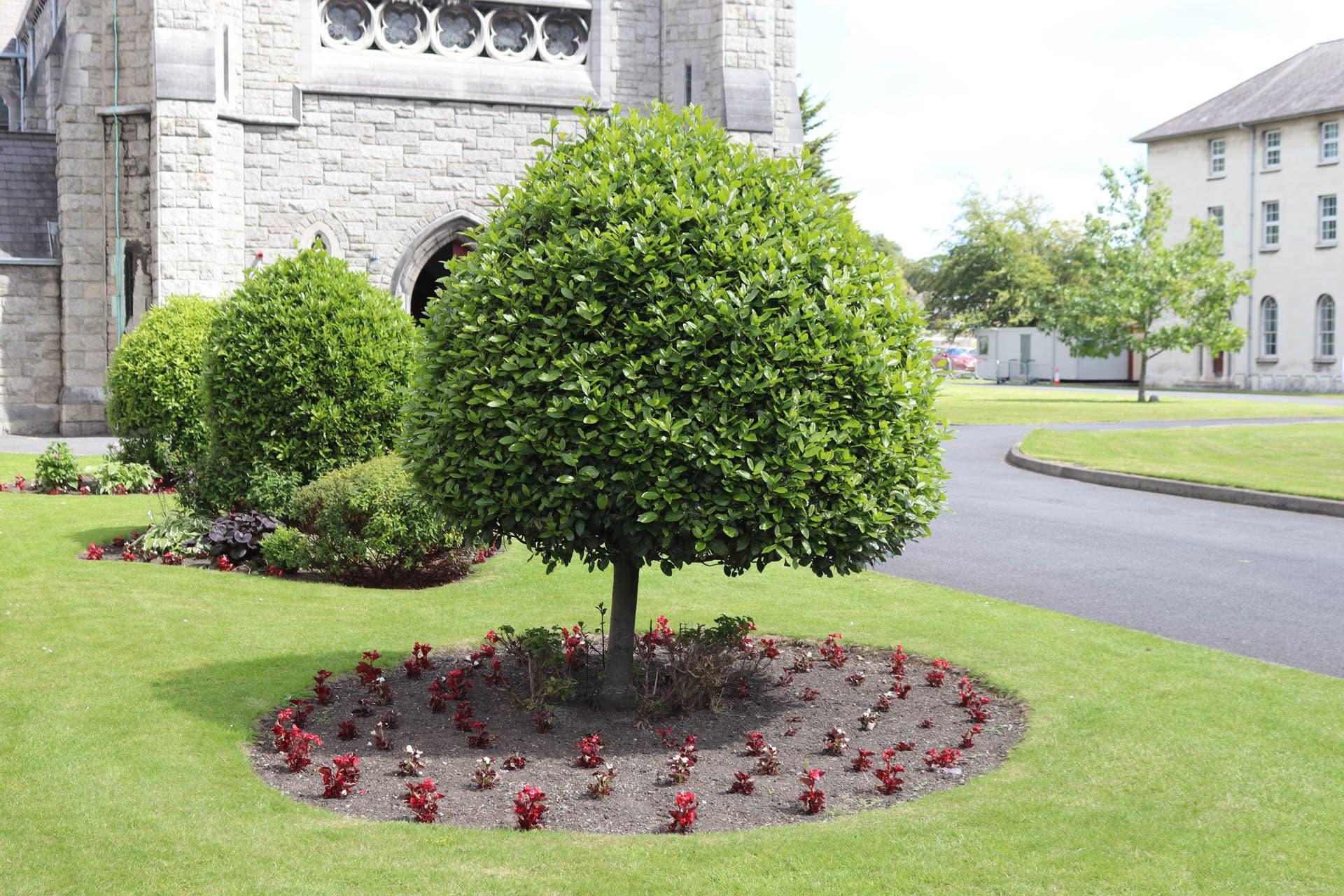 trees at All Hallows campus