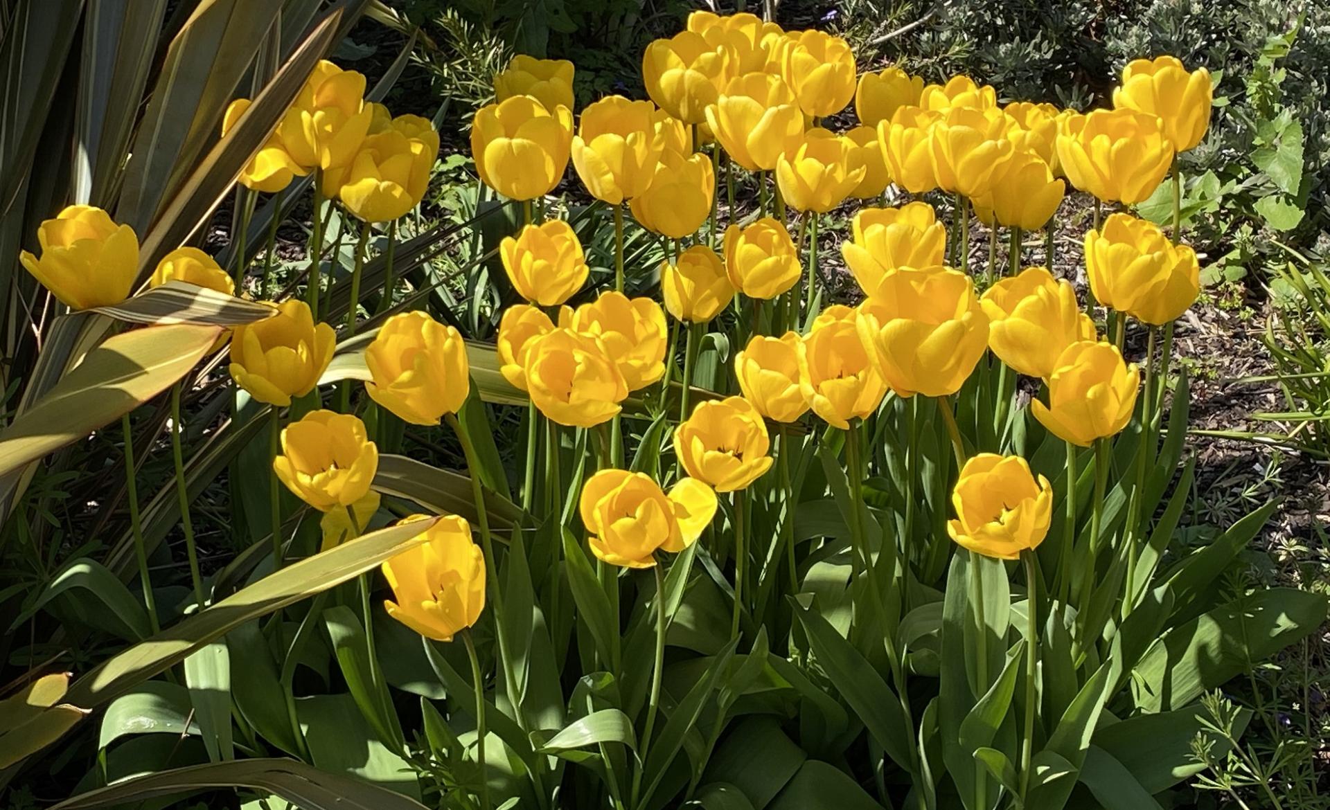 Gareth Byrne Tulips