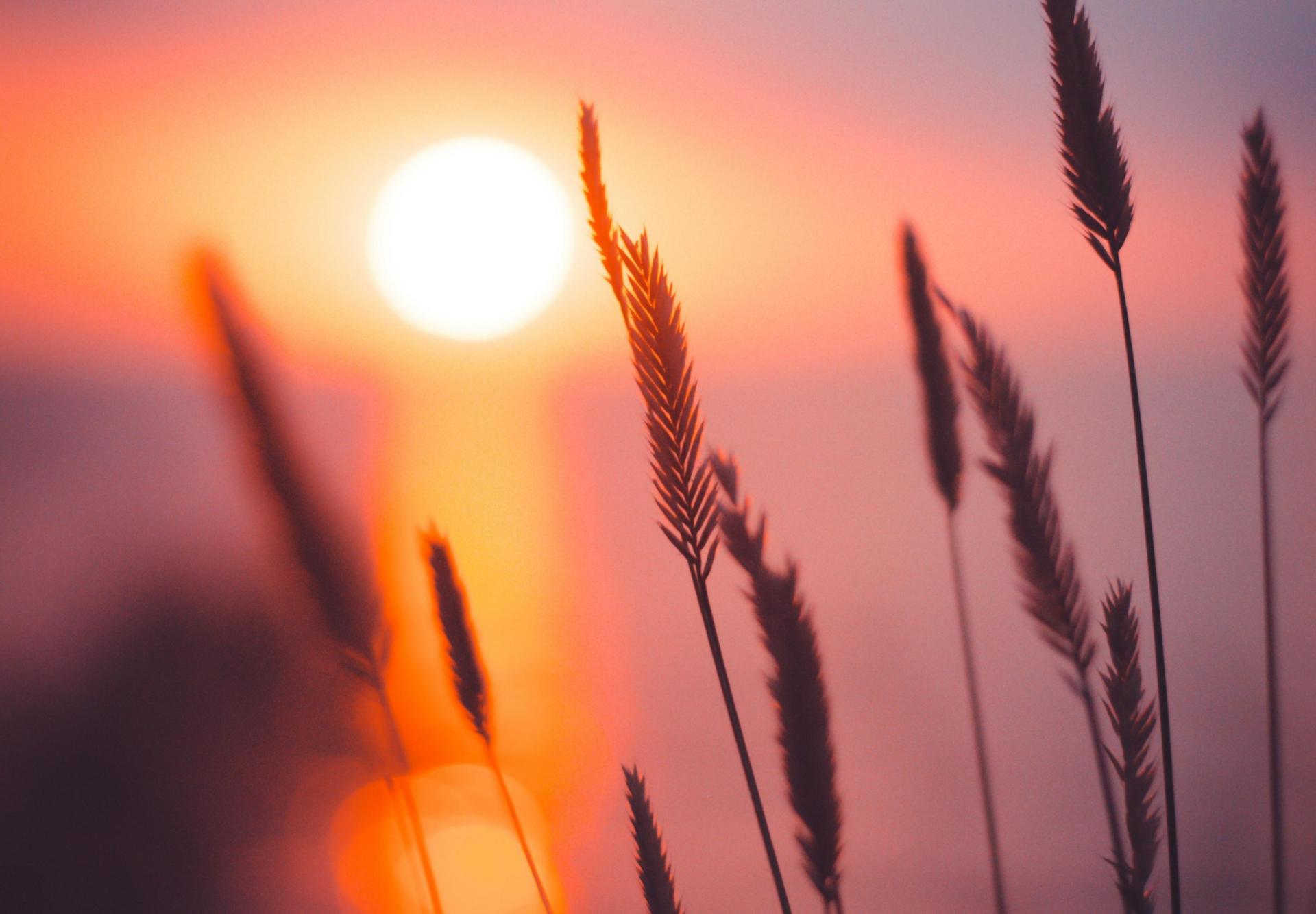 sunset on the ocean seen through blades of grass