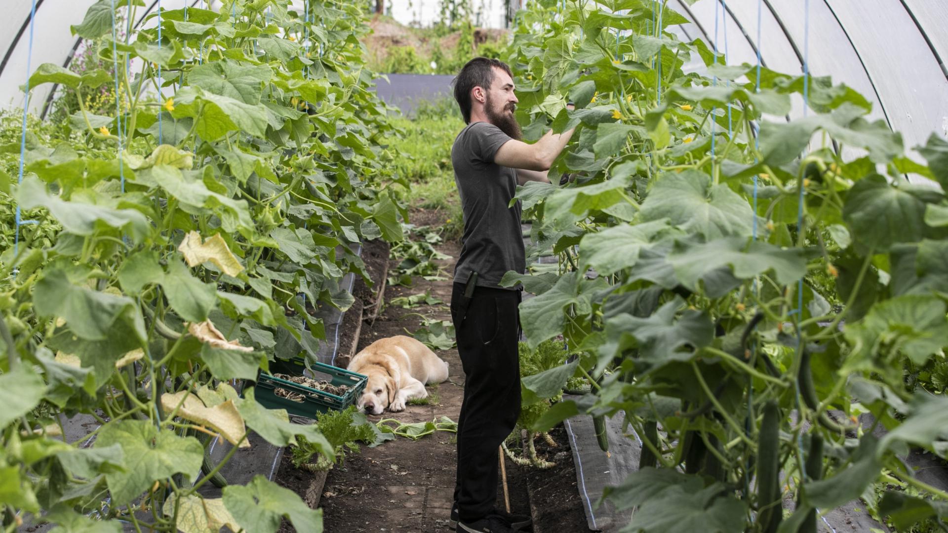 Show man tending to plants in DCU Community Garden