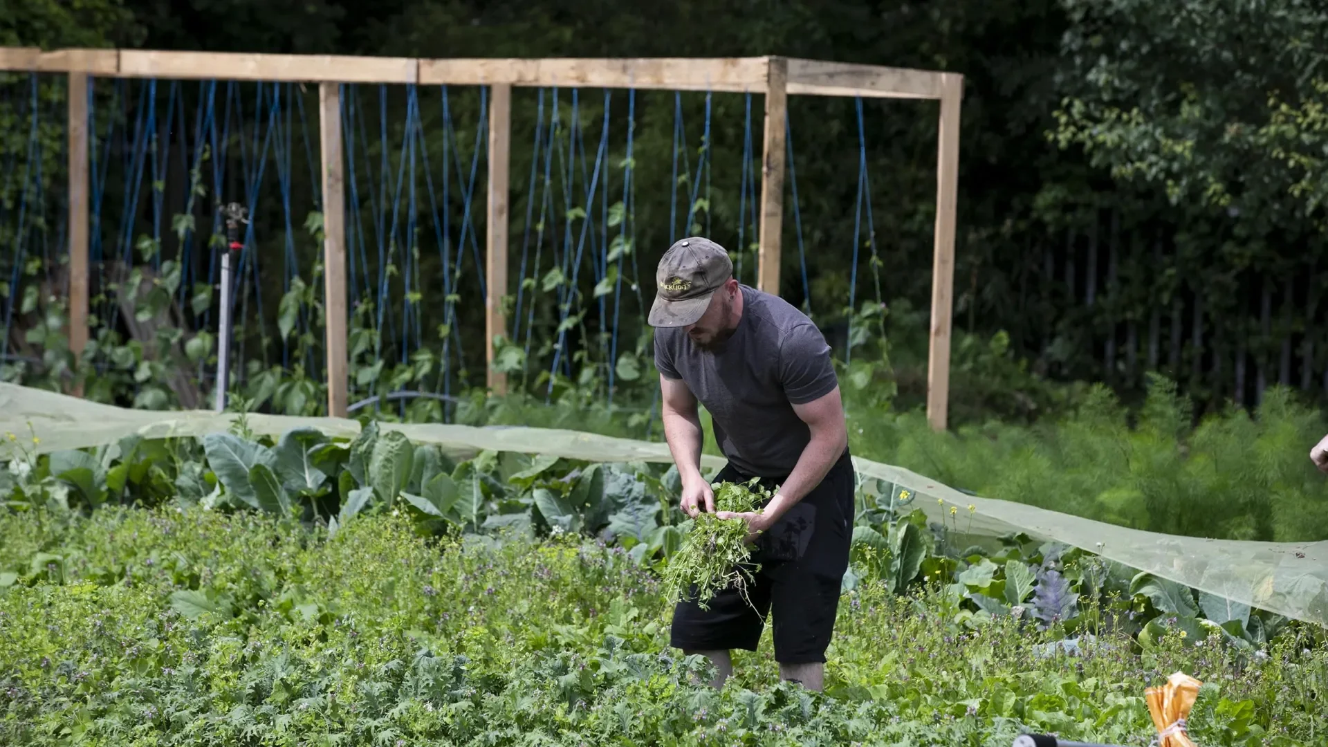 Shows a man working in DCU's Community Garden on the Glasnevin campus