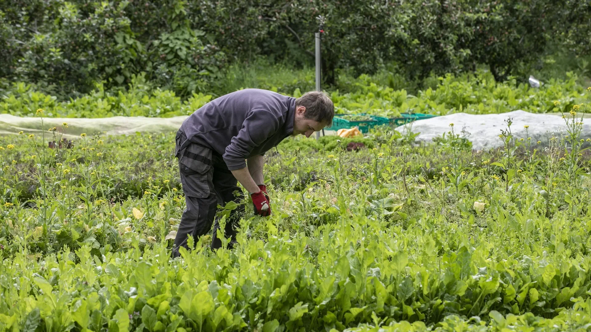 Shows man in DCU Community Garden